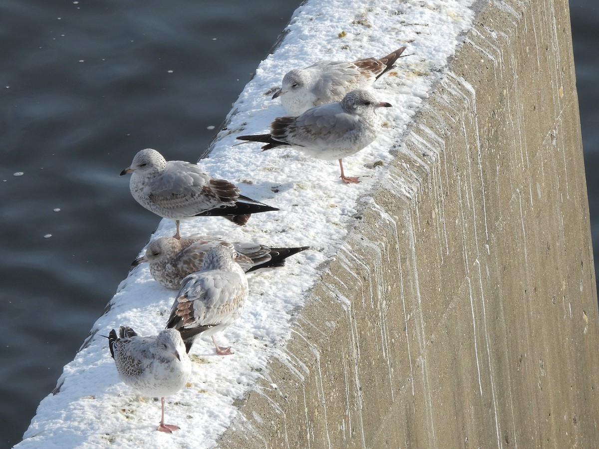 Ring-billed Gull - ML646594864