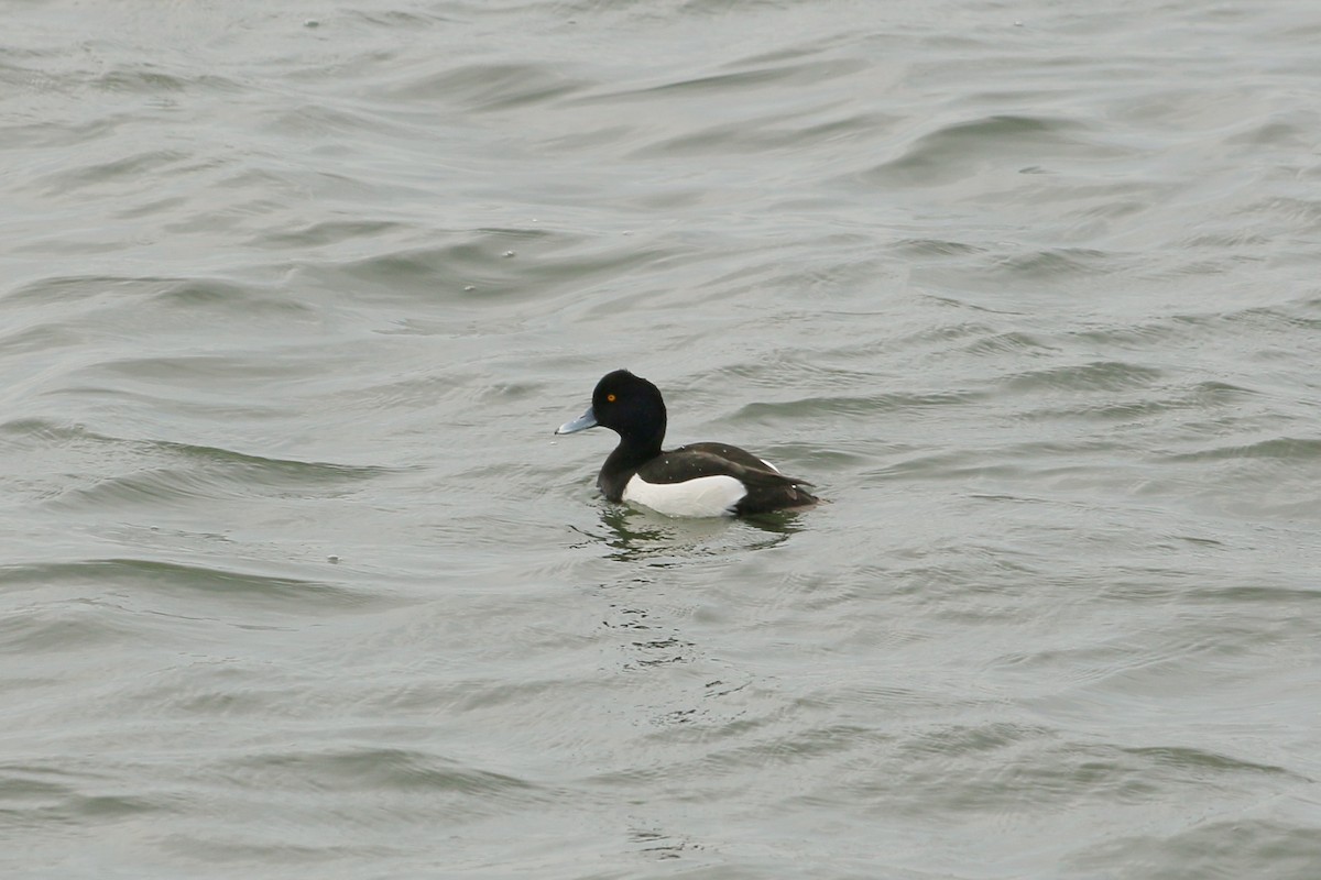 鳳頭潛鴨 - ML646594865