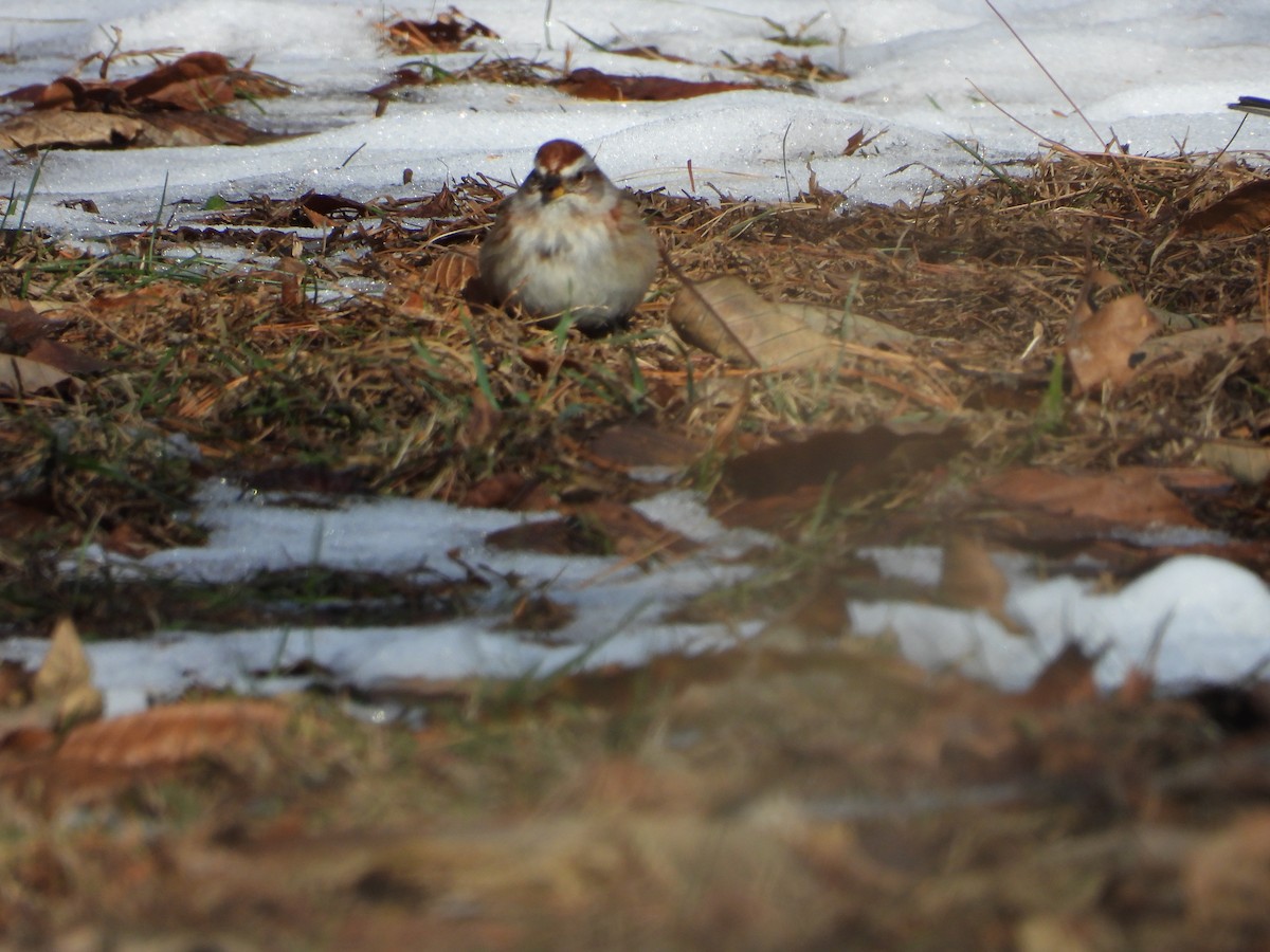 American Tree Sparrow - ML646594866