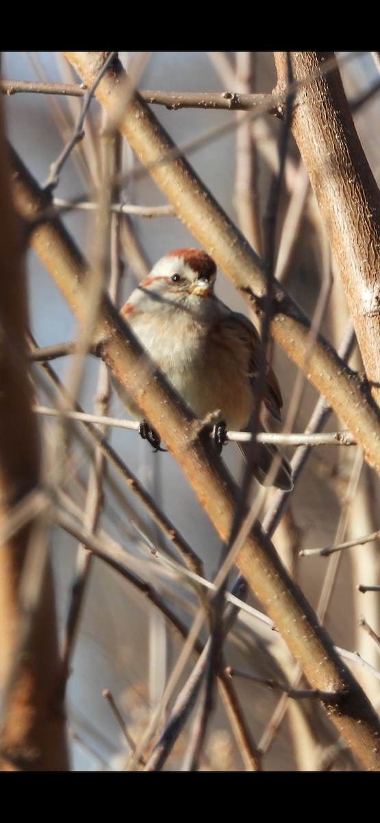 American Tree Sparrow - ML646594867
