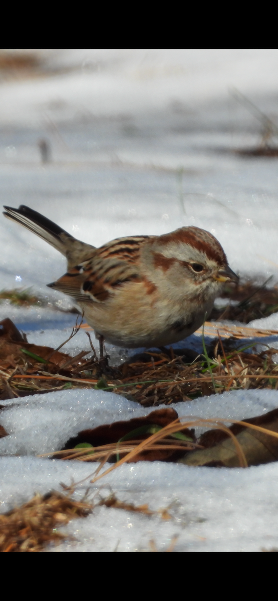 American Tree Sparrow - ML646594868