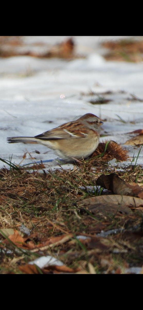 American Tree Sparrow - ML646594870