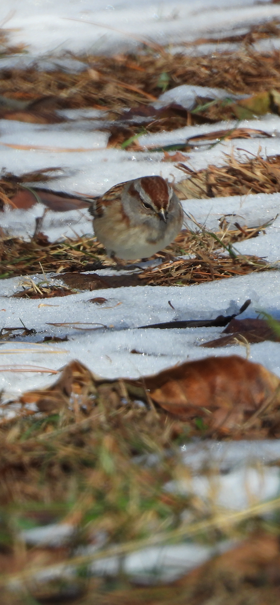 American Tree Sparrow - ML646594871