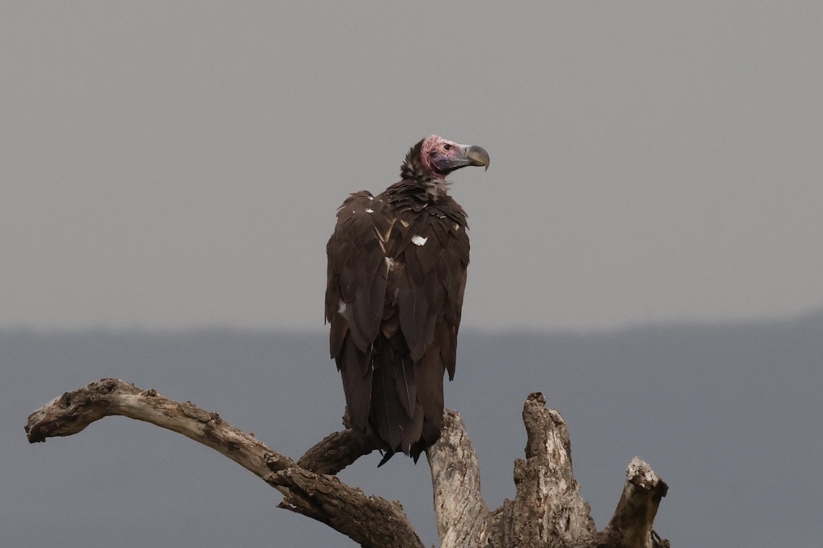 Lappet-faced Vulture - ML646594878