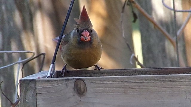 Northern Cardinal - ML646594879