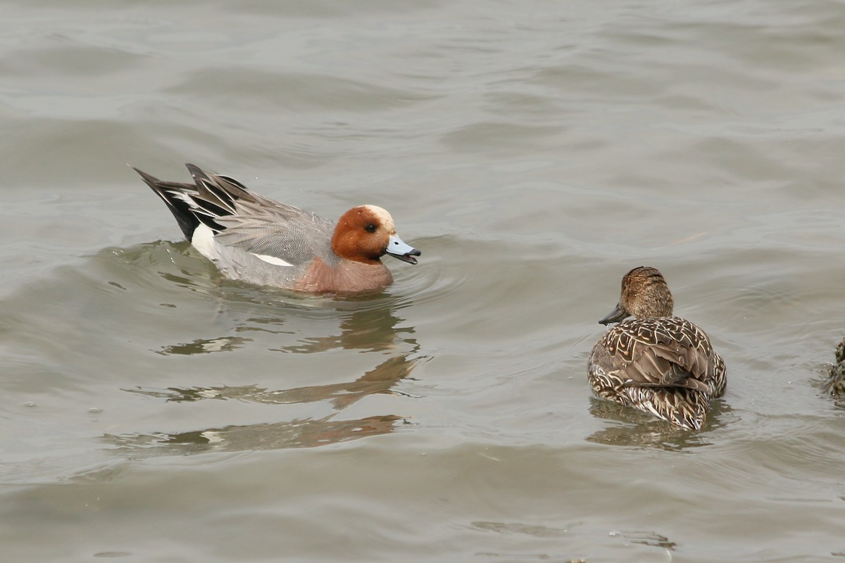 赤頸鴨 - ML646594888