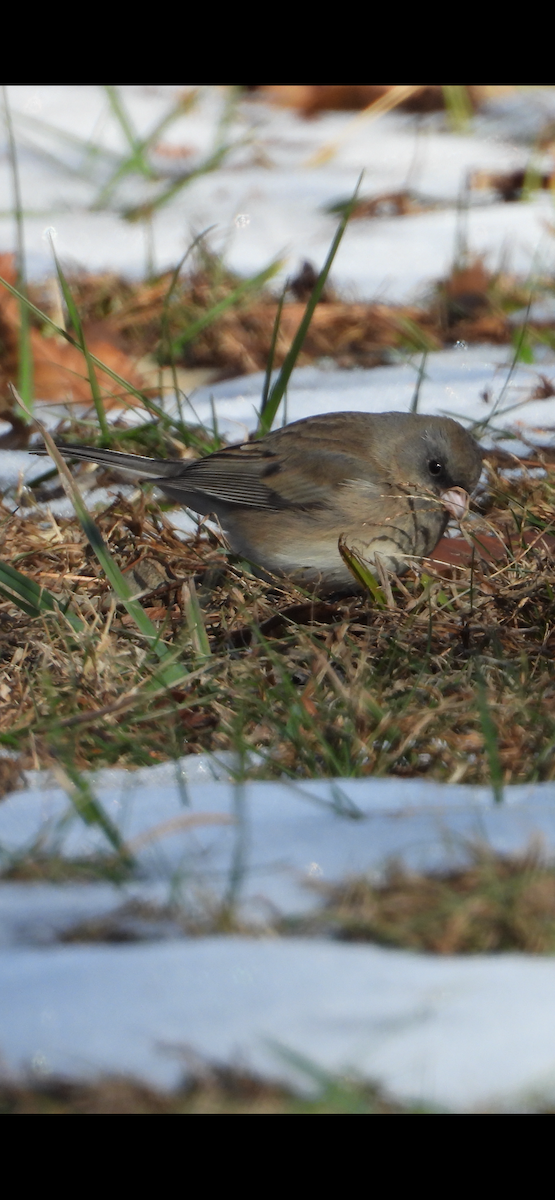 strnadec zimní - ML646594892