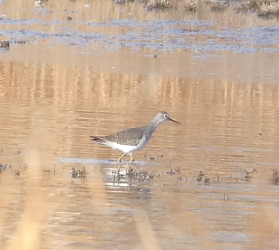 Lesser Yellowlegs - ML646594898