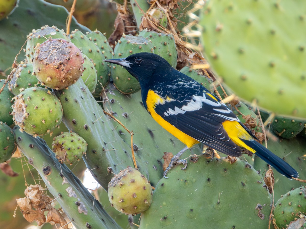 Scott's Oriole - ML646594899