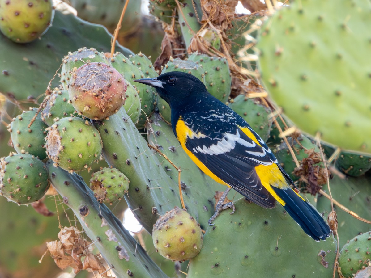 Scott's Oriole - ML646594900