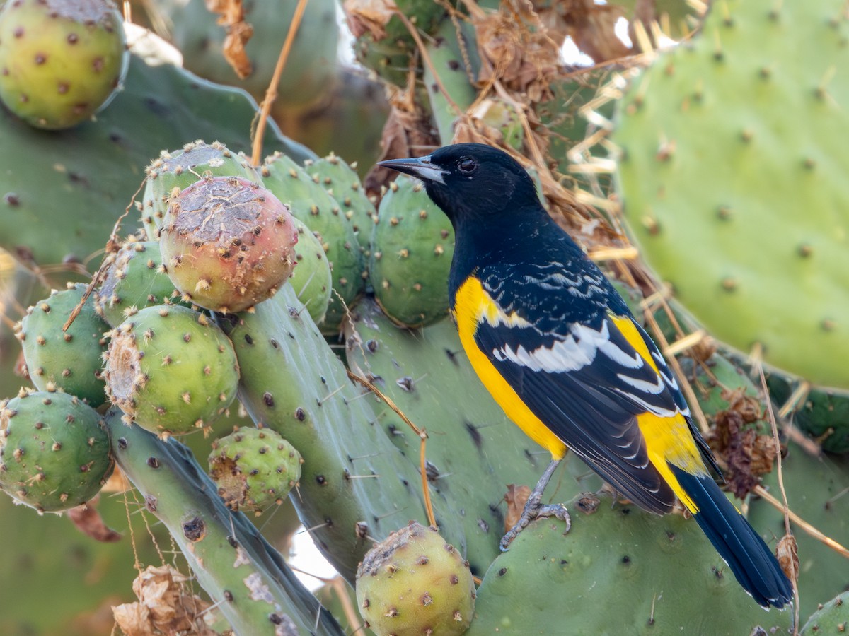 Scott's Oriole - ML646594901