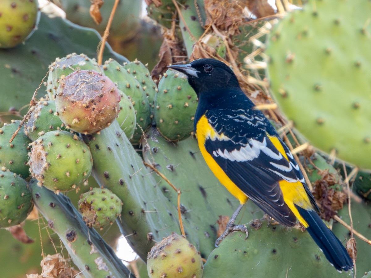 Scott's Oriole - ML646594902