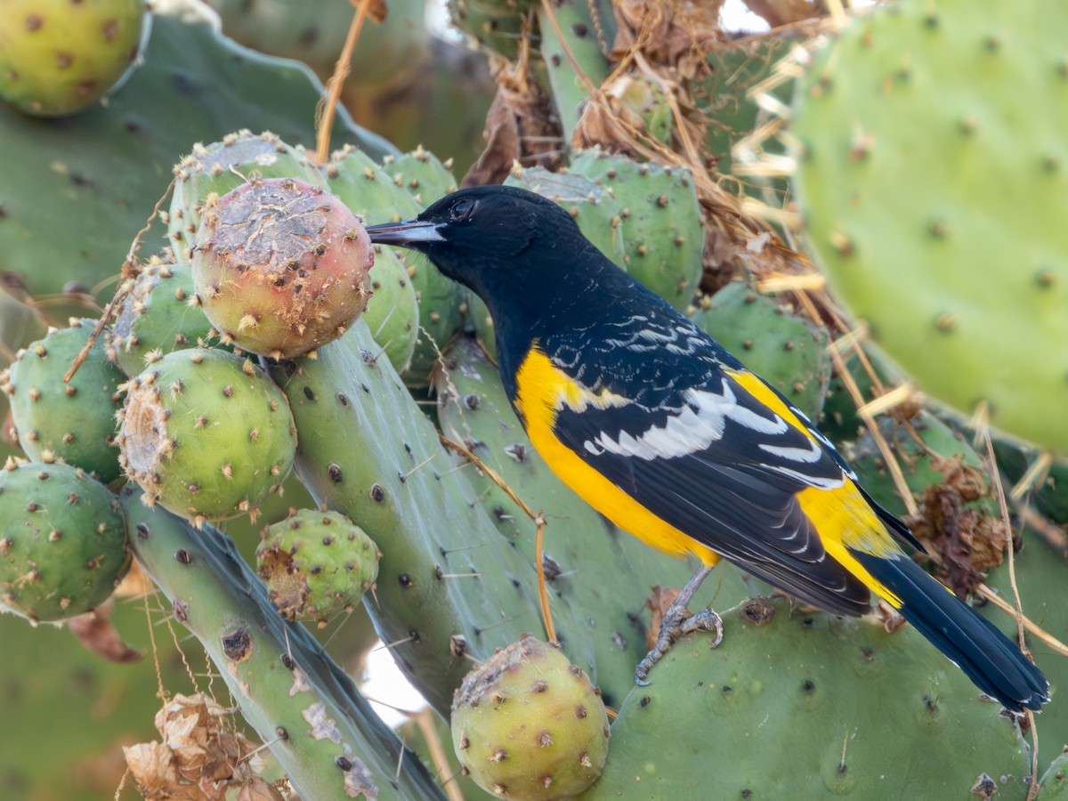 Scott's Oriole - ML646594903