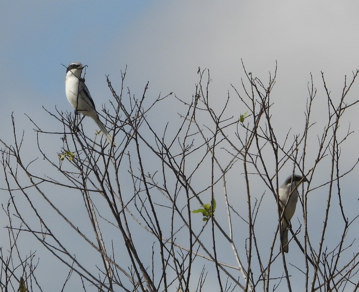 Loggerhead Shrike - ML646594904