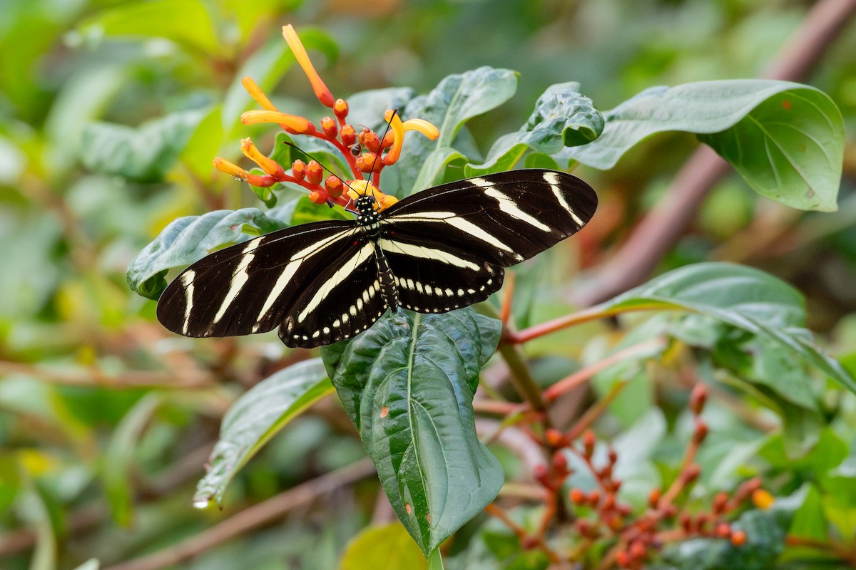 Zebra Longwing - ML646594913