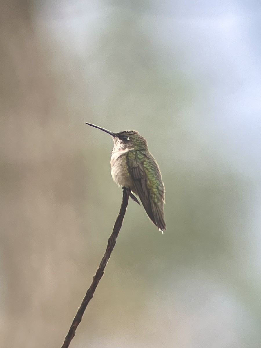 Colibri à gorge rubis - ML646594926