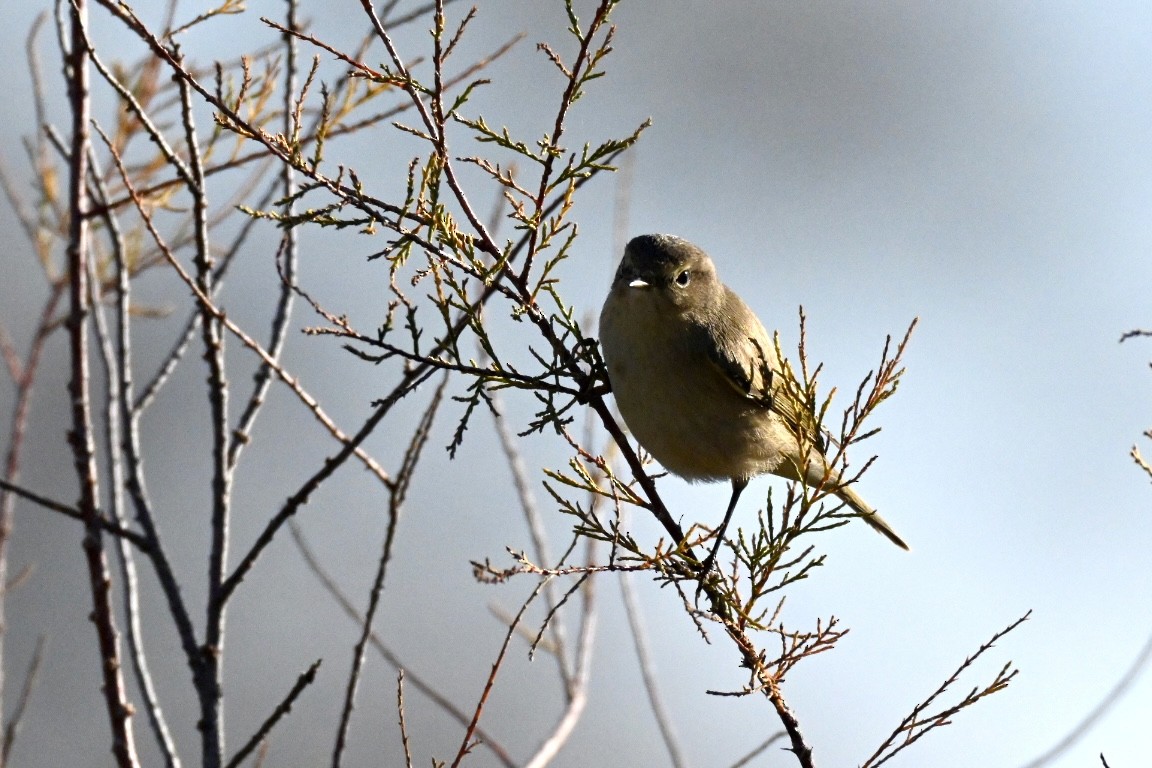 Урианхайн дууч шувуу - ML646594937