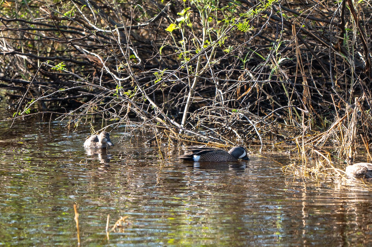 Синекрылый чирок - ML646594939