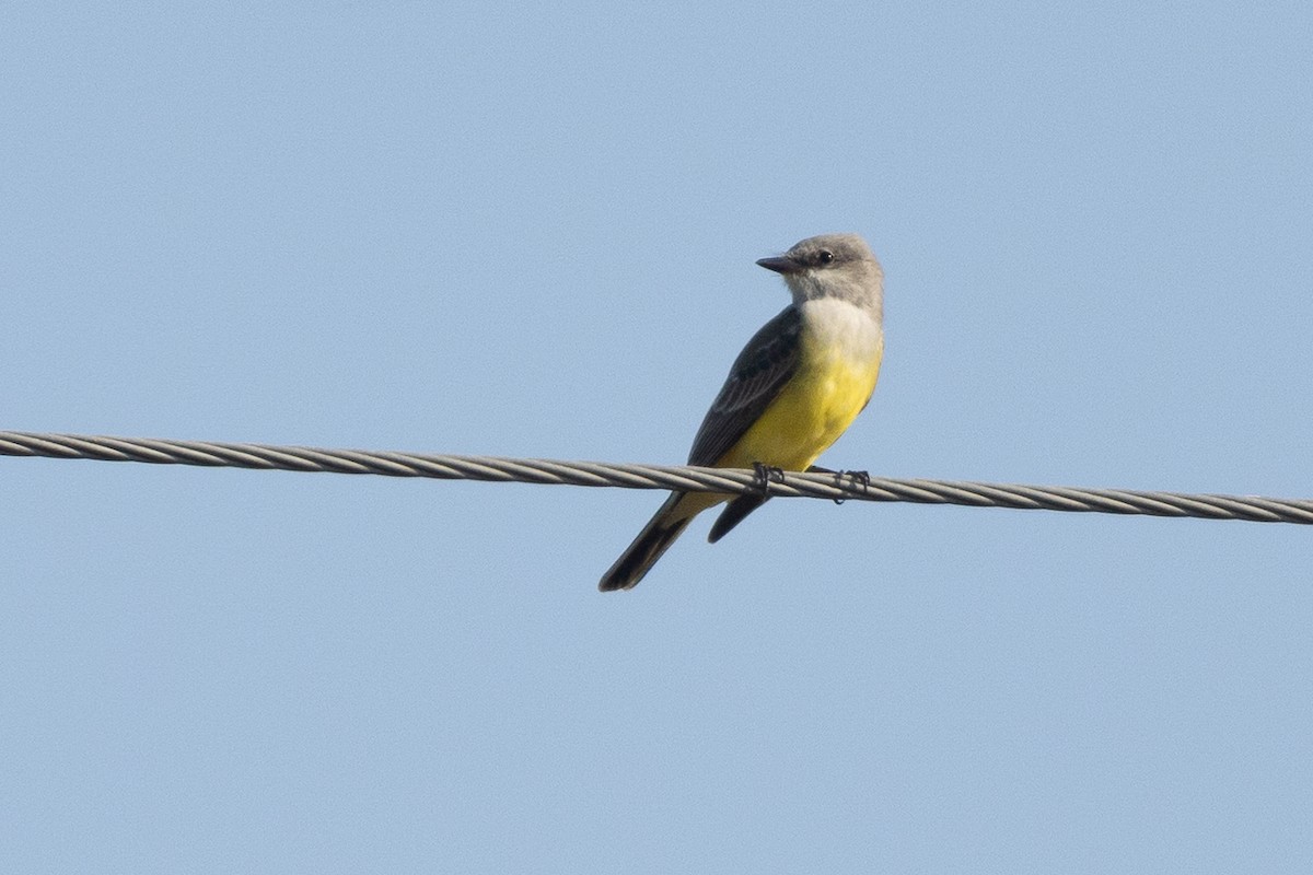 Western Kingbird - ML646594942