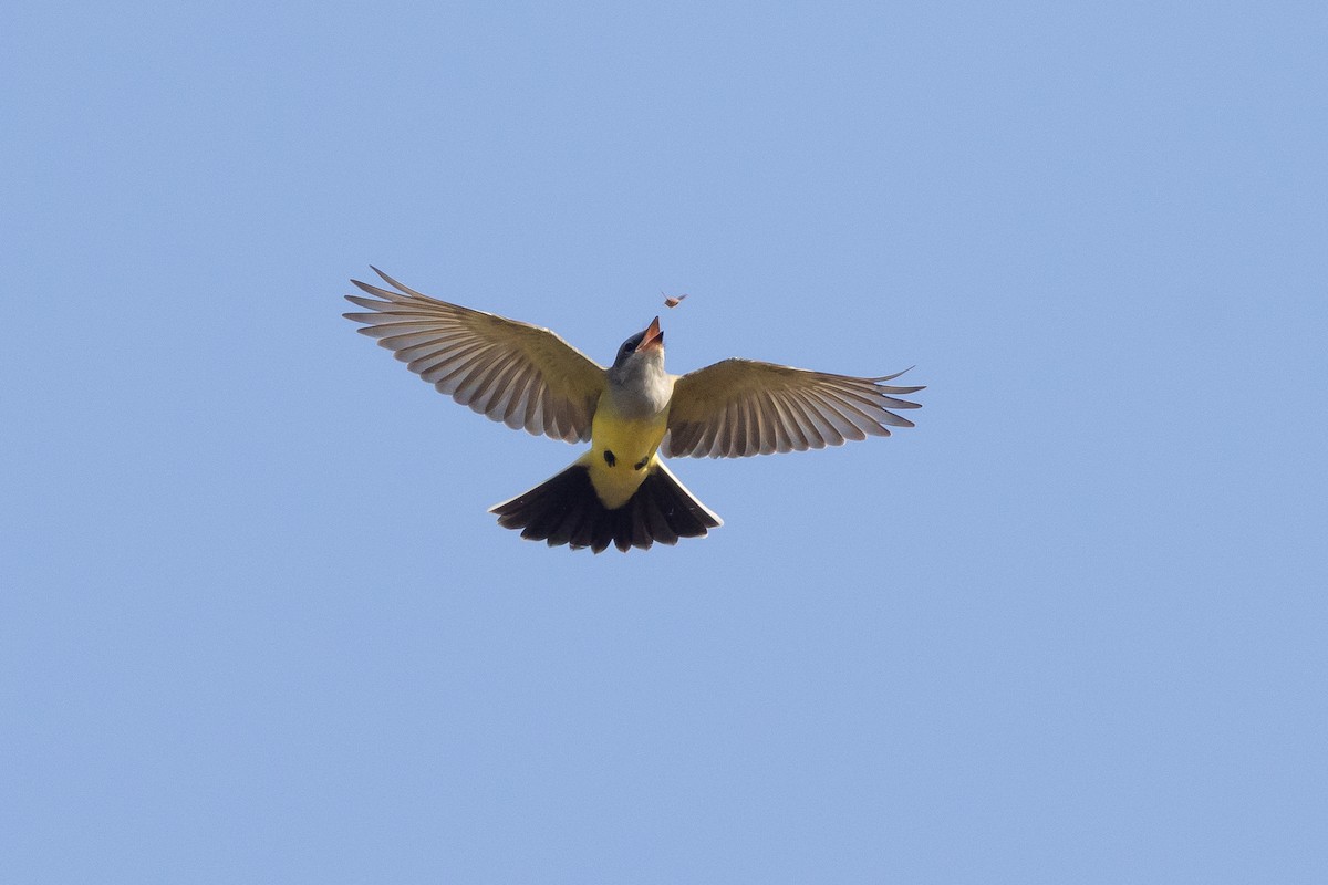 Western Kingbird - ML646594943