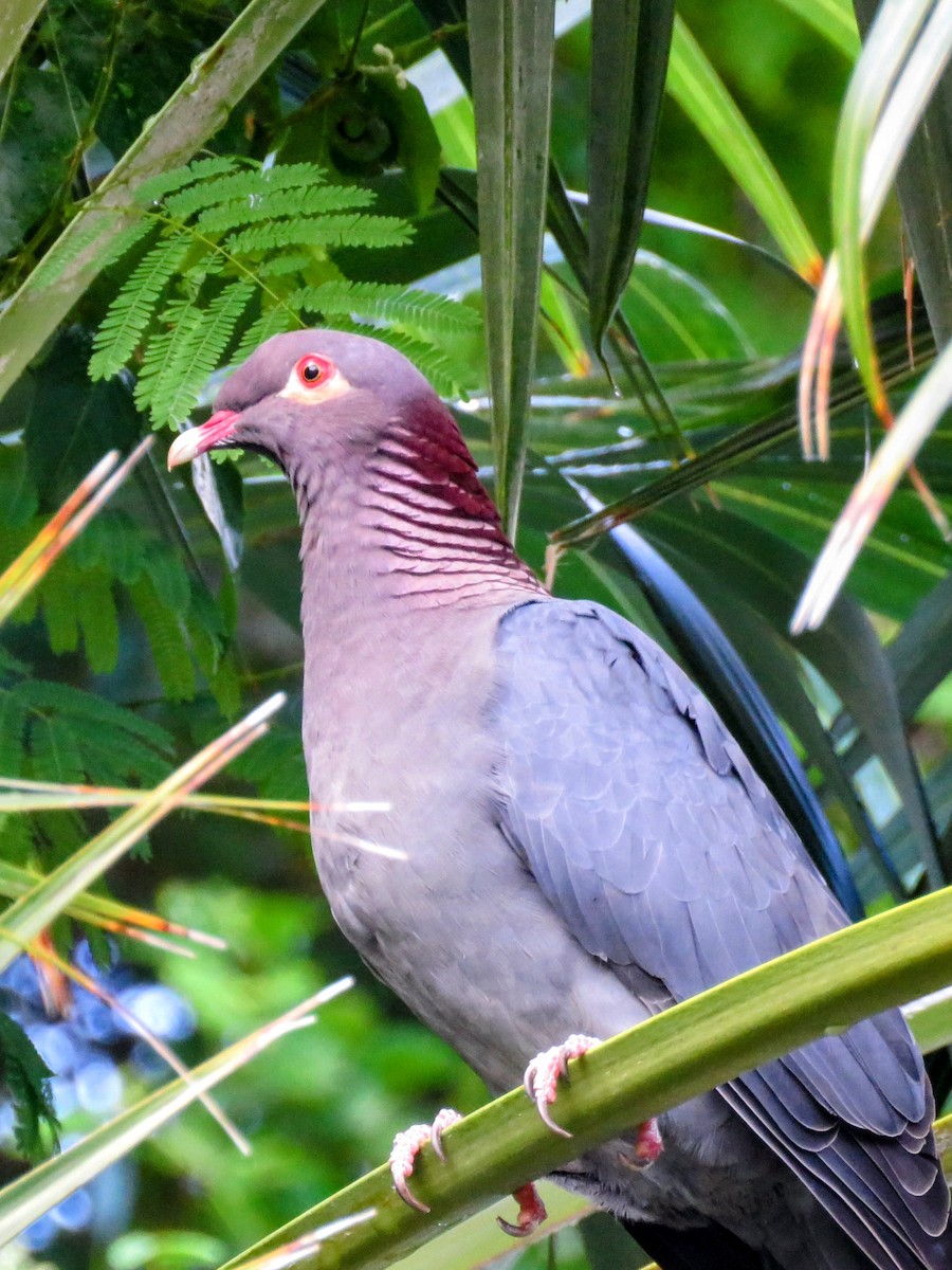 Scaly-naped Pigeon - ML646594945