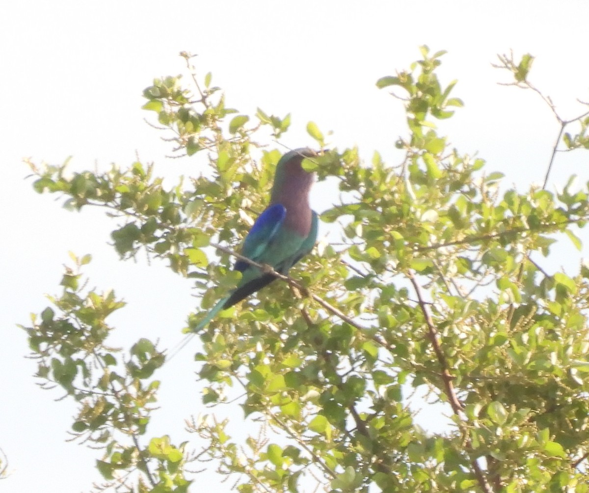 Rollier à longs brins - ML646594946