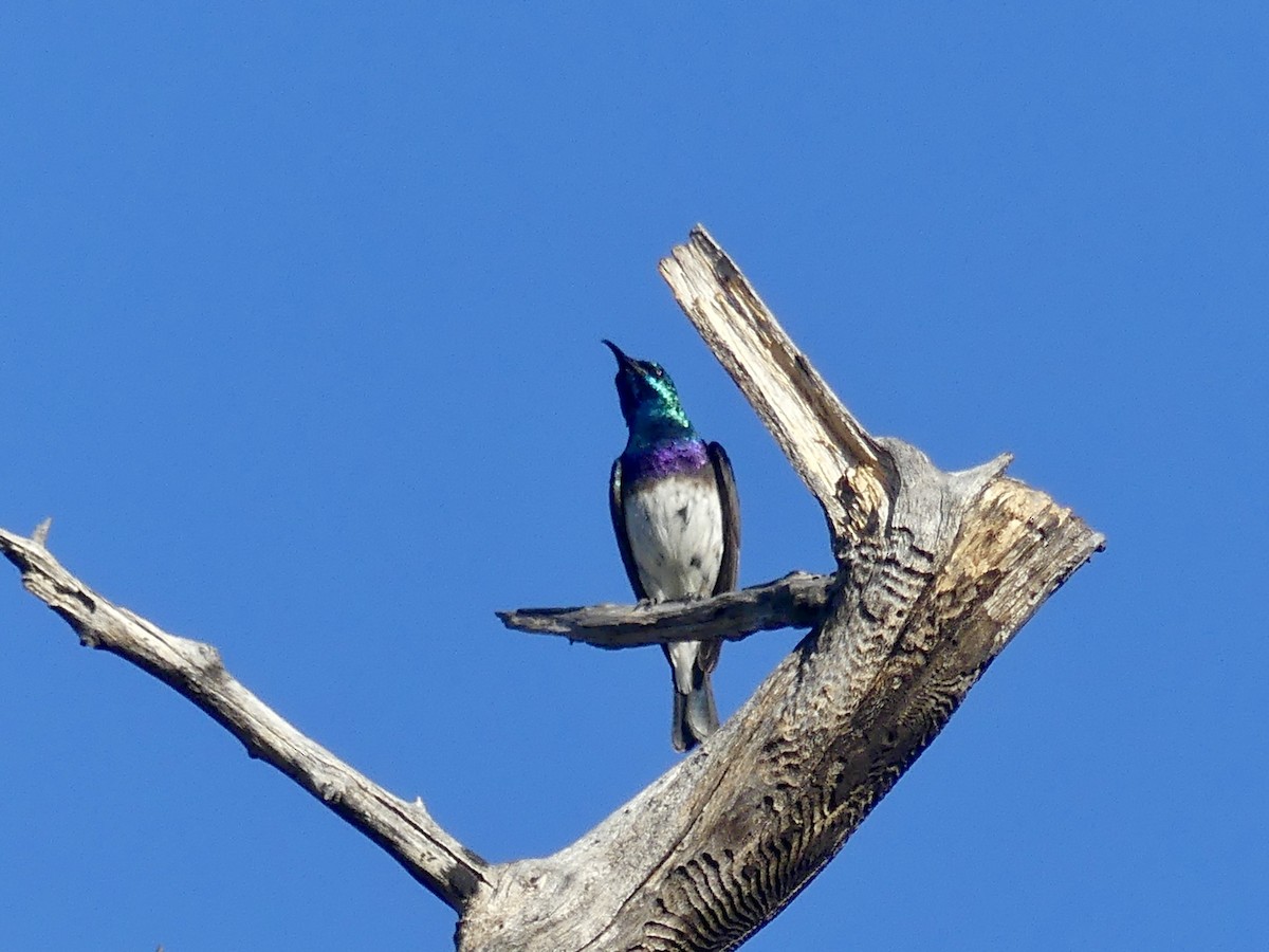 White-bellied Sunbird - ML646594947