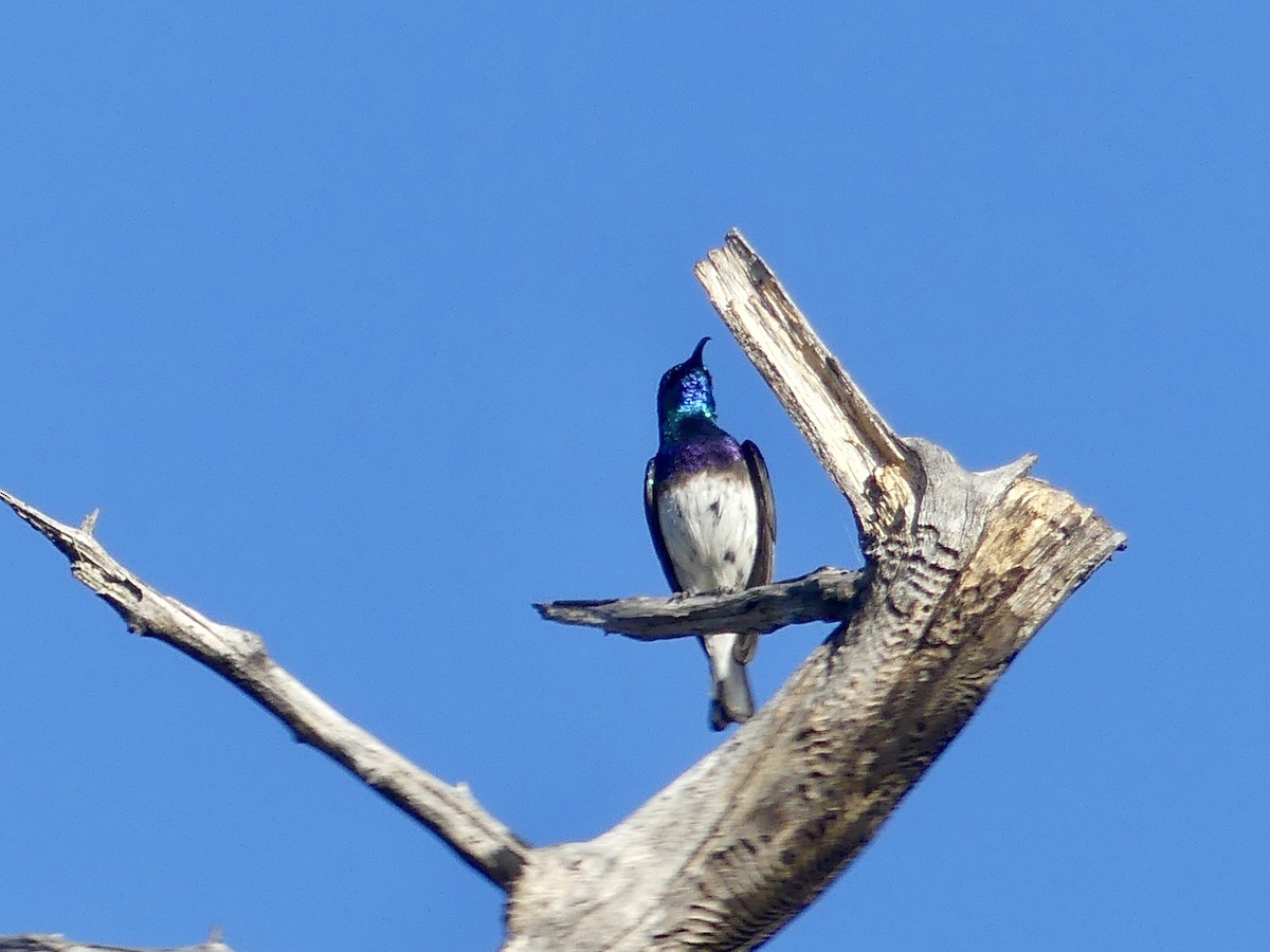 White-bellied Sunbird - ML646594948