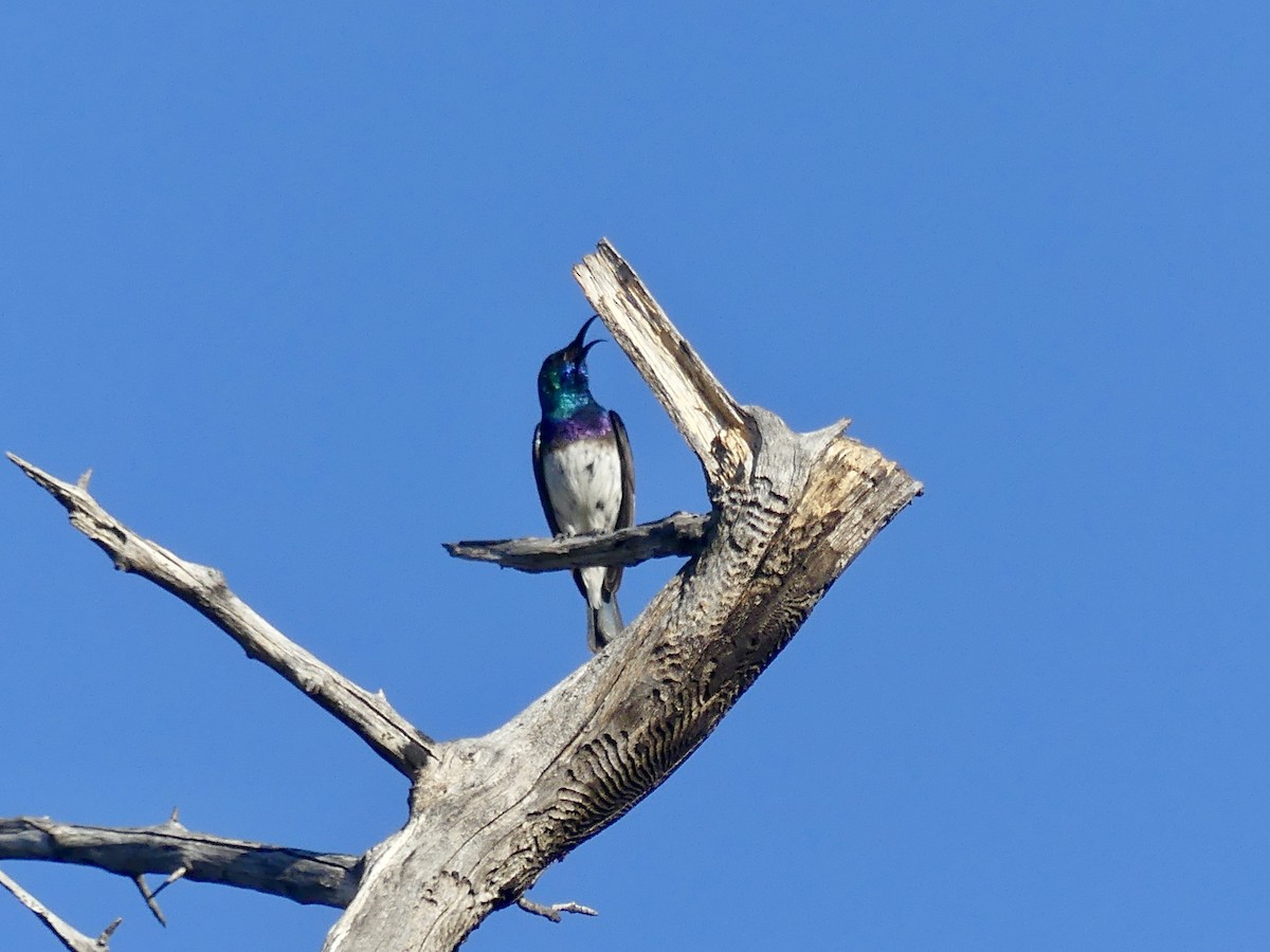 White-bellied Sunbird - ML646594949