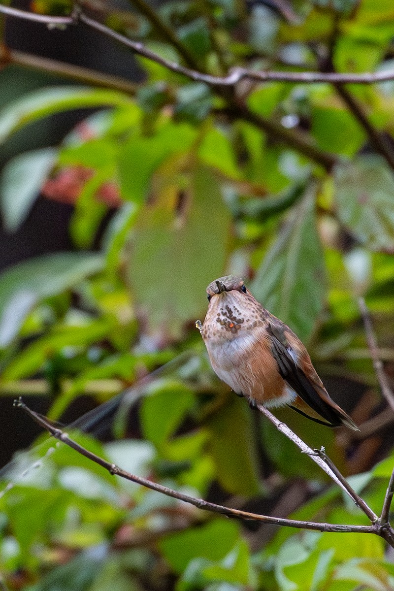 Rufous Hummingbird - ML646594950