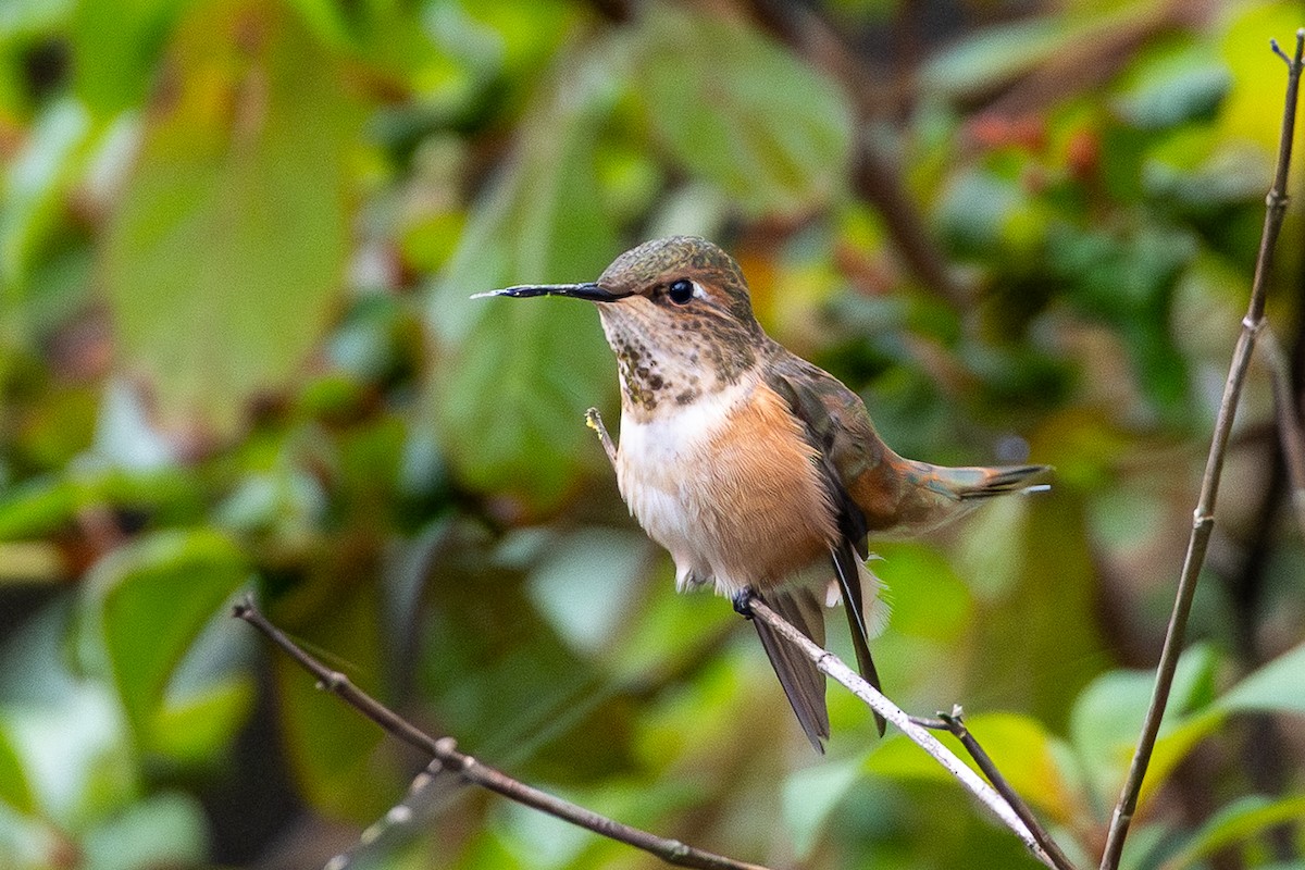 Rufous Hummingbird - ML646594951