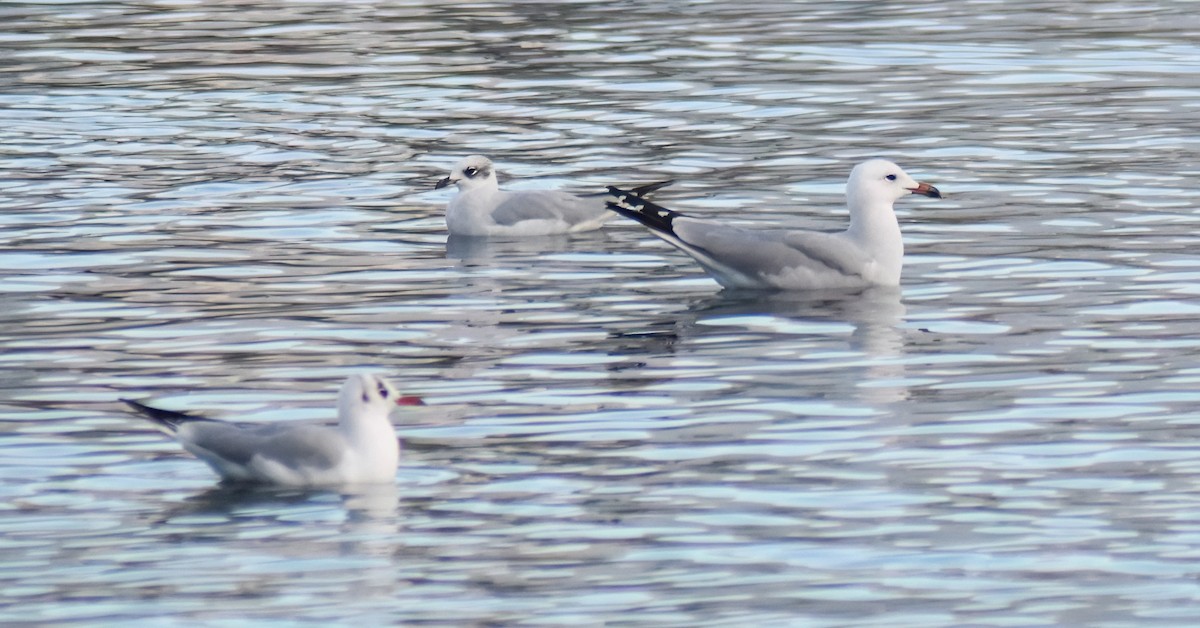 Audouin's Gull - ML646594953