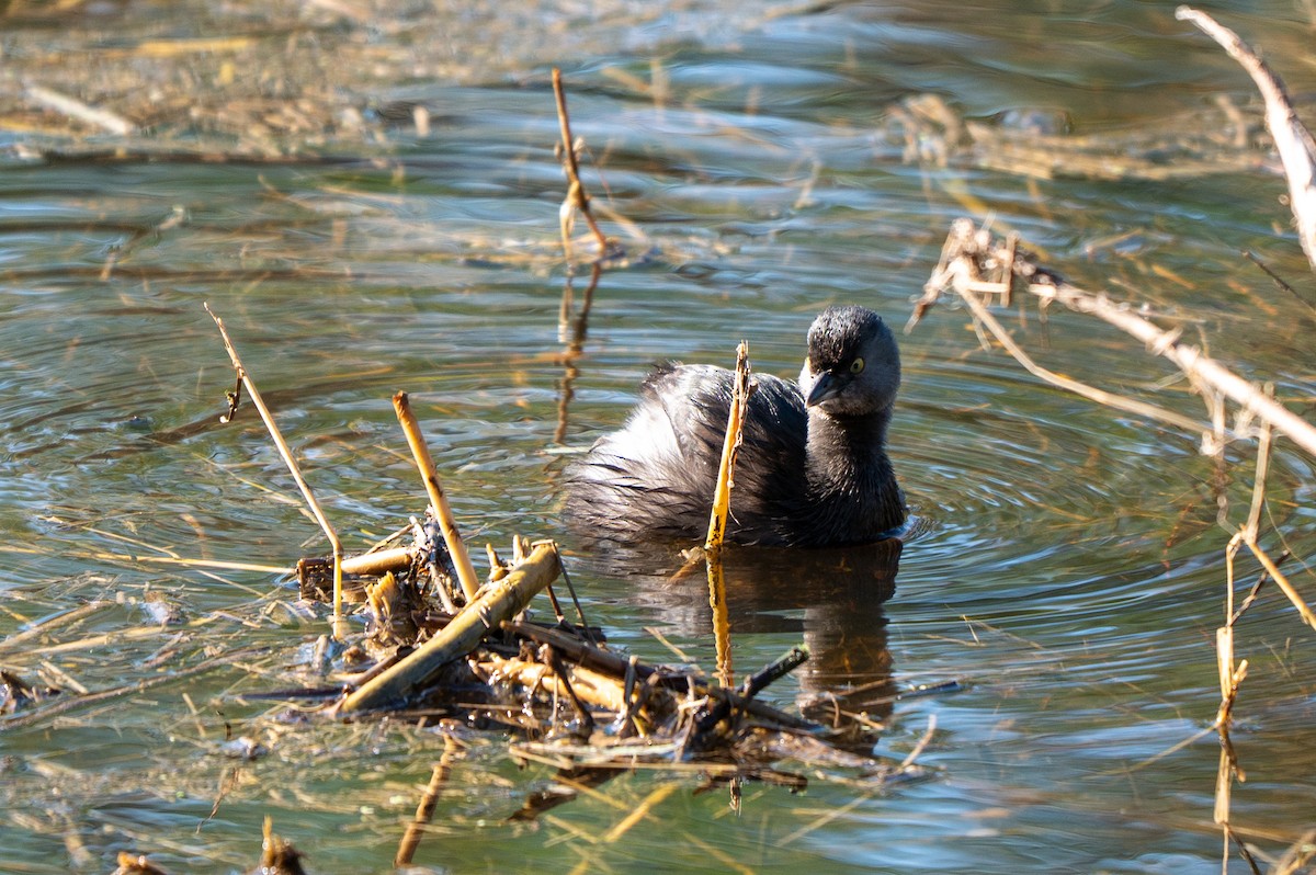 Least Grebe - ML646594954