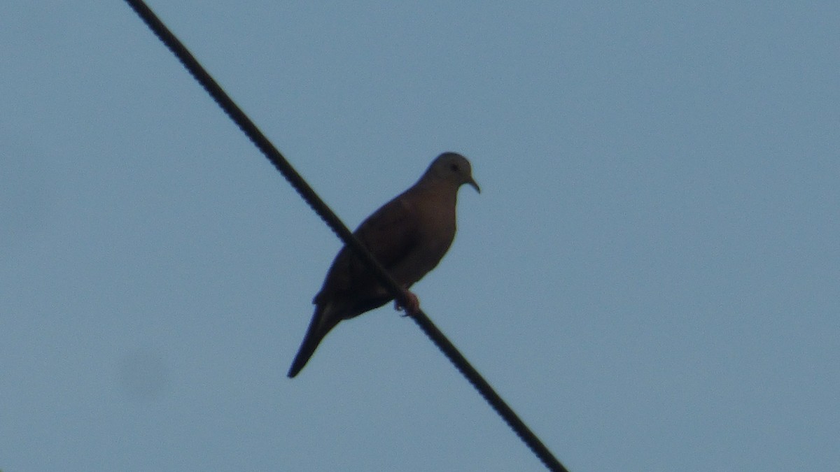 Ruddy Ground Dove - ML646594955