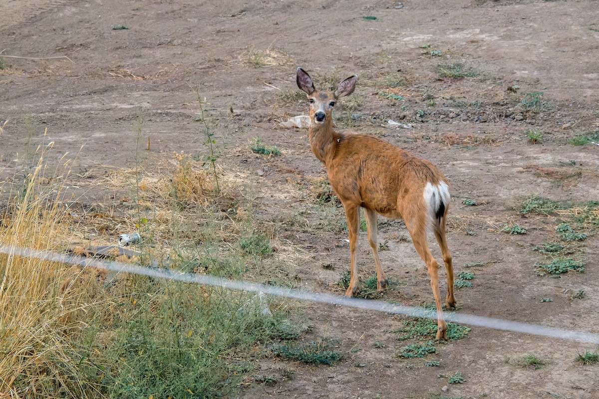 Mule Deer - ML646594956