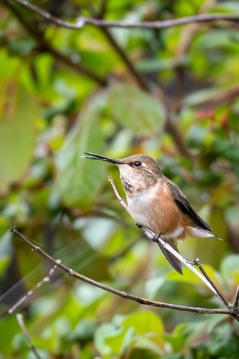 Rufous Hummingbird - ML646594958