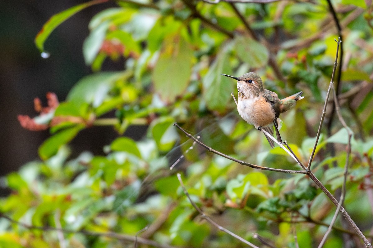 Rufous Hummingbird - ML646594960
