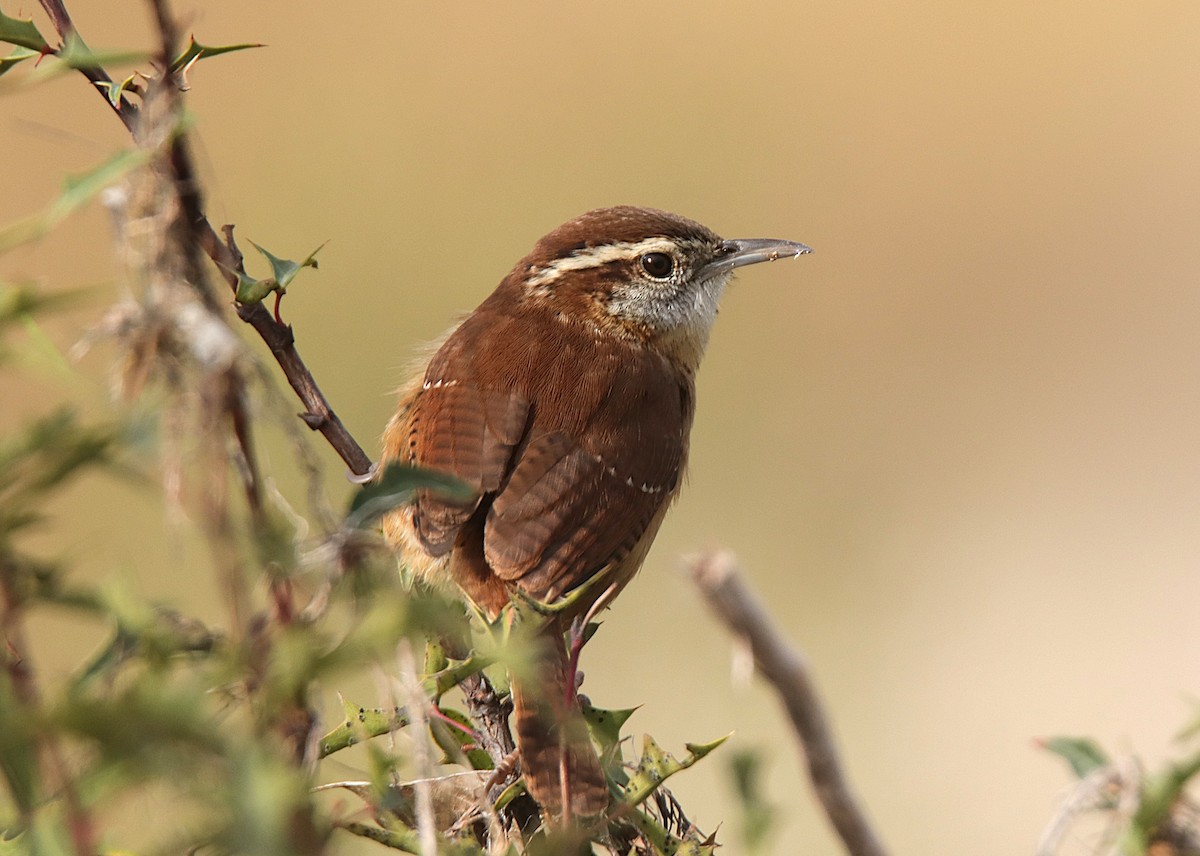 karolinasmett - ML646594961