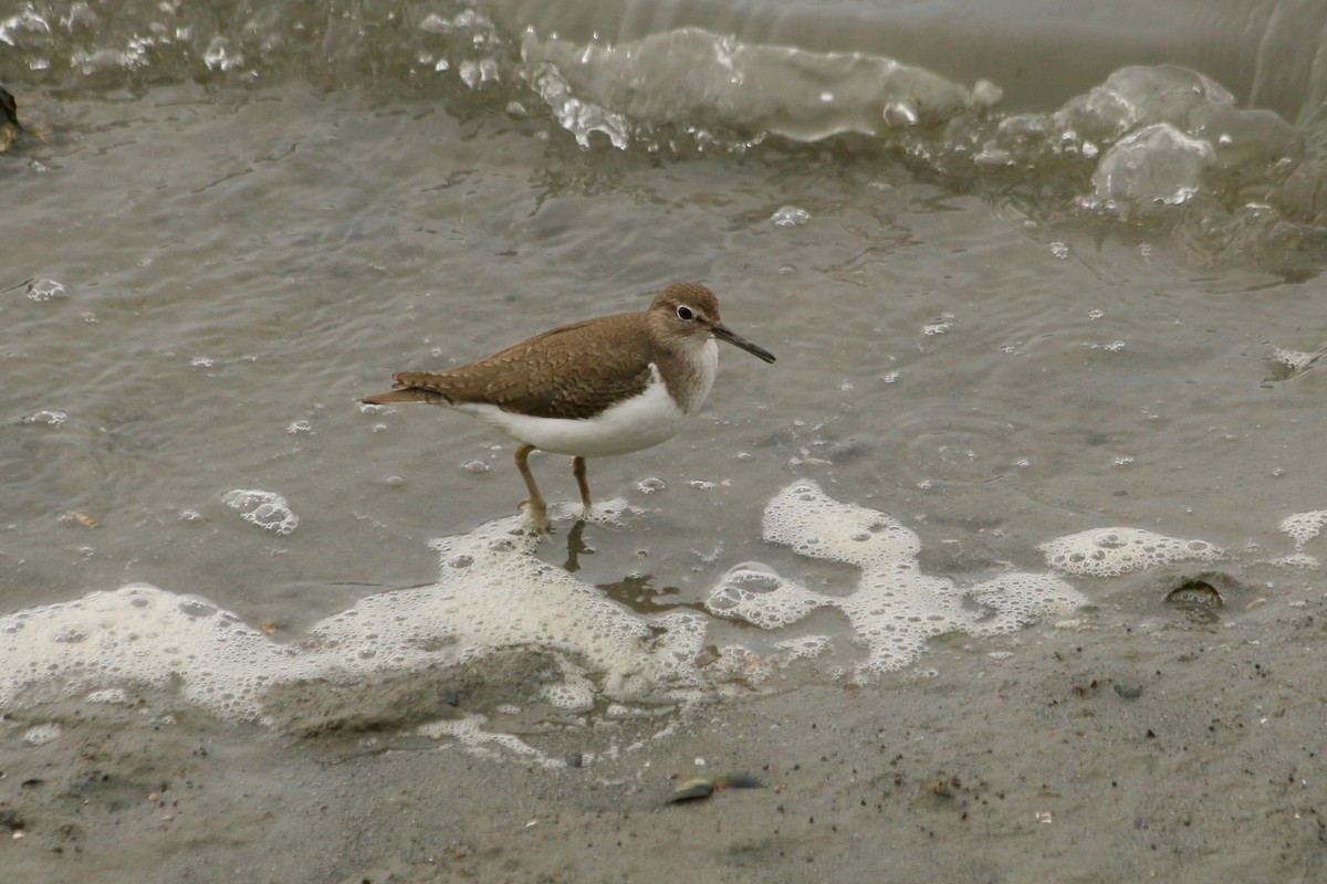 磯鷸 - ML646594962