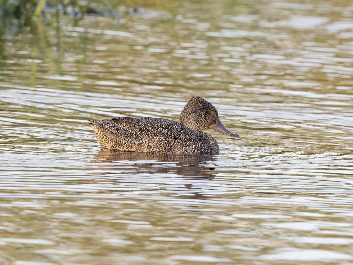 Крапчатая утка - ML646594965