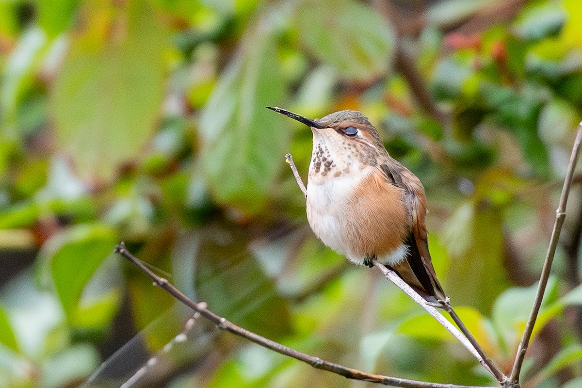 Rufous Hummingbird - ML646594969