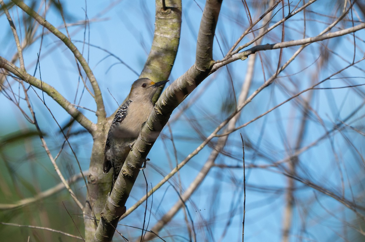 Golden-fronted Woodpecker - ML646594974