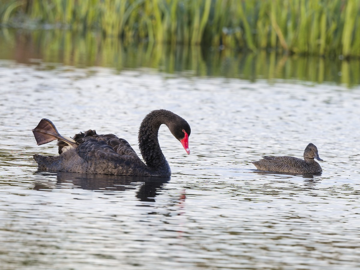 Чёрный лебедь - ML646594976