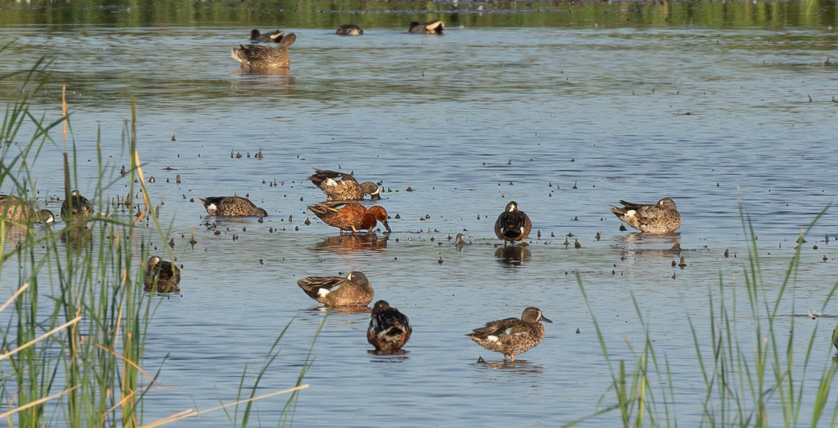 Чирянка руда - ML646594978