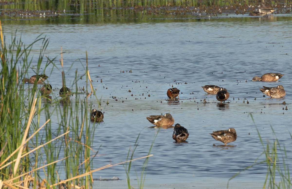 Чирянка руда - ML646594979