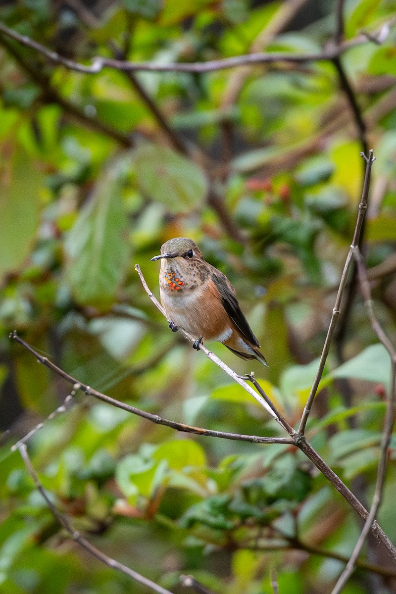Rufous Hummingbird - ML646594980