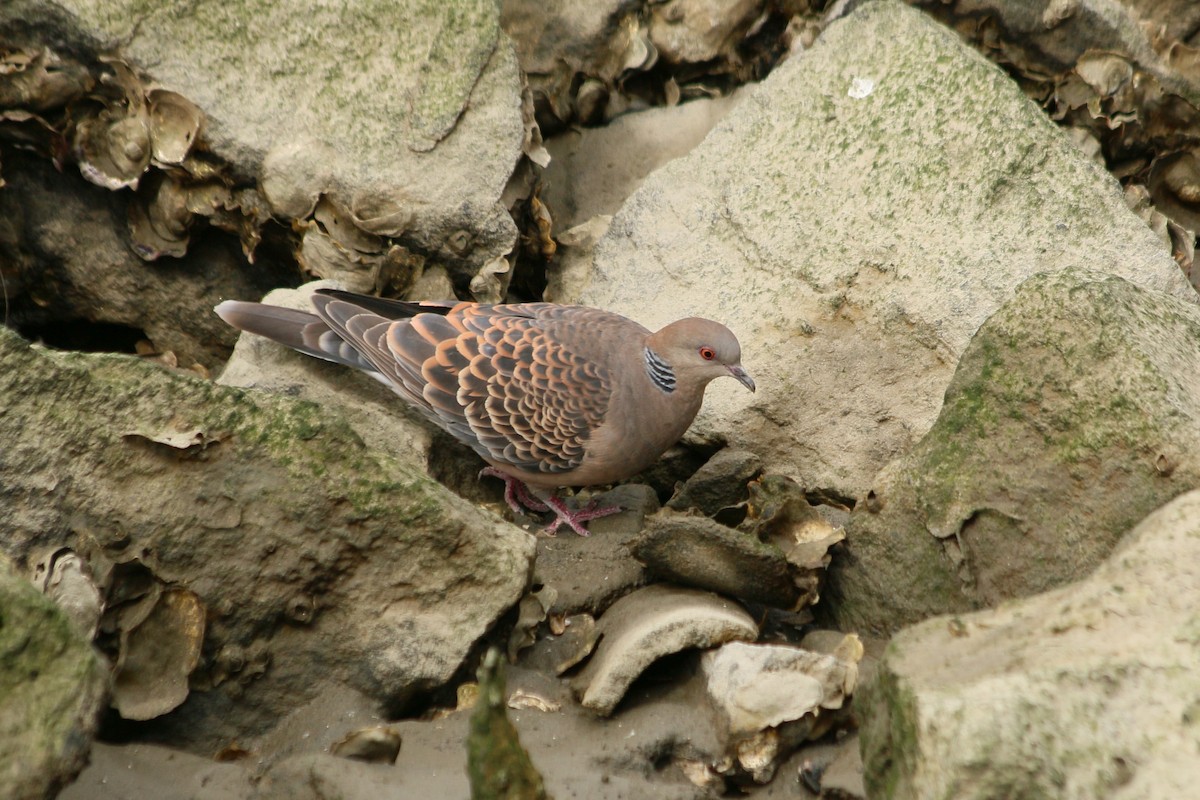 金背鳩 - ML646594981