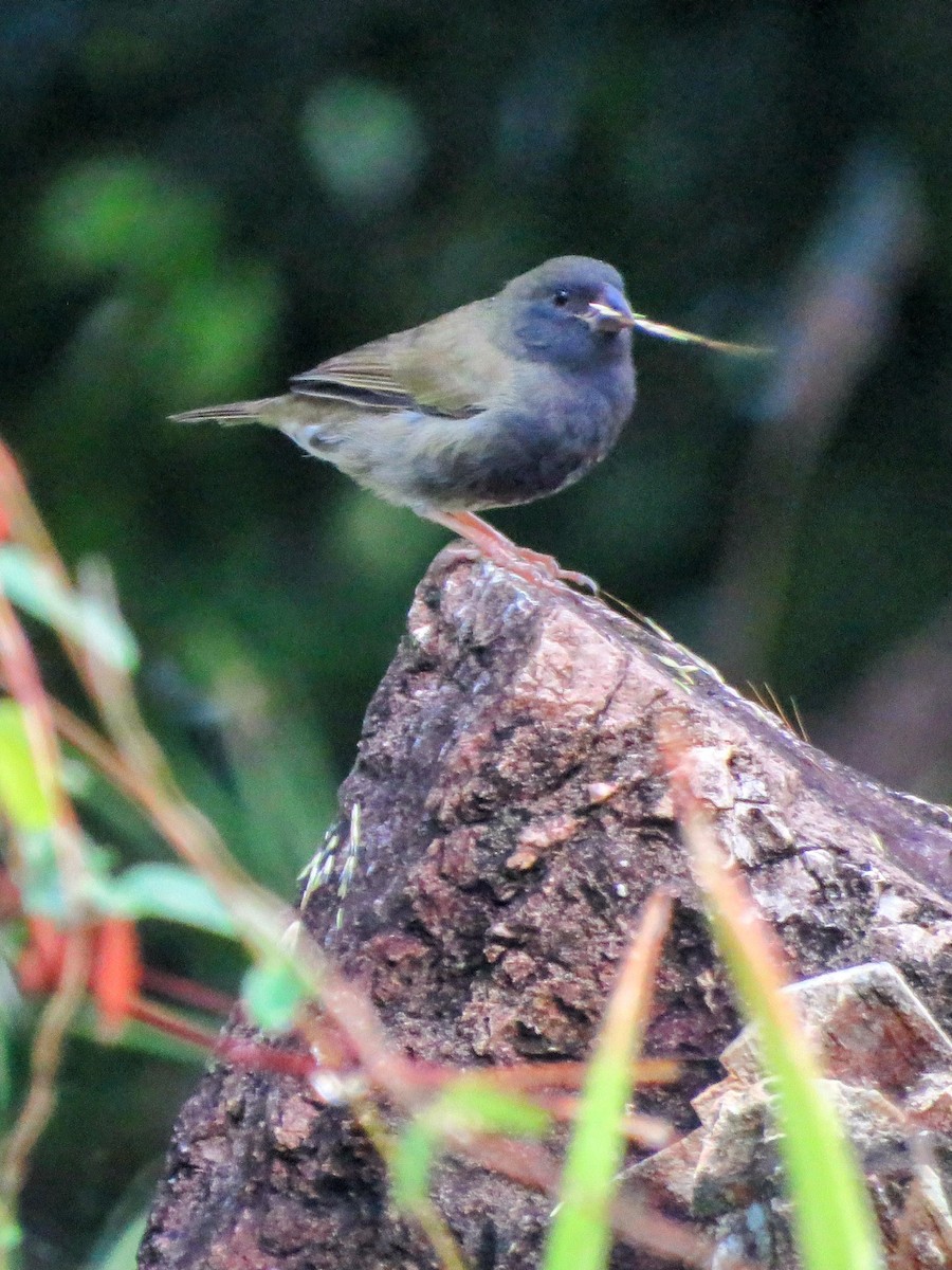 Black-faced Grassquit - ML646594982