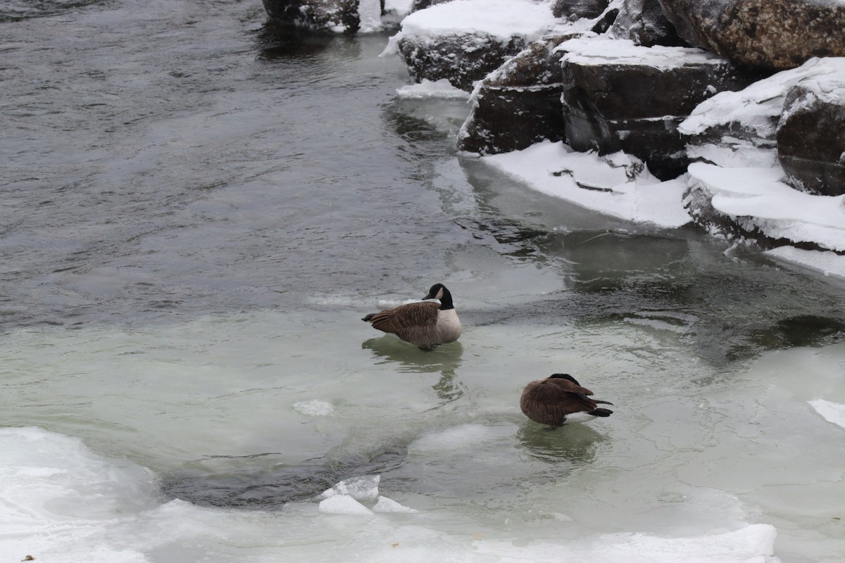 Canada Goose - ML646594983