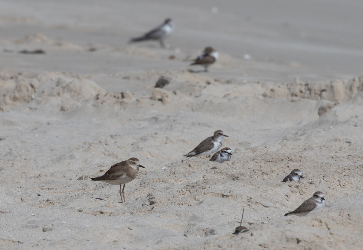 Pluvier asiatique - ML646594984